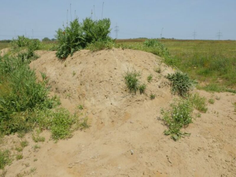 Feldbegegnung #4-2021 Wildbienen-Lebensraum