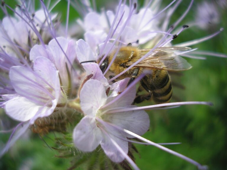 Honigbiene auf Bienenweidenblüte