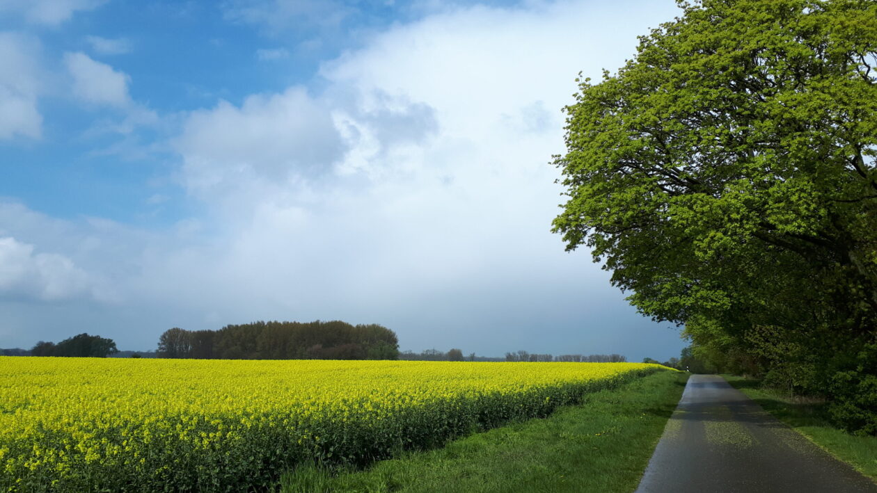 Gelbes Rapsfeld mit grünen Bäumen und wolkigem blauem Himmel