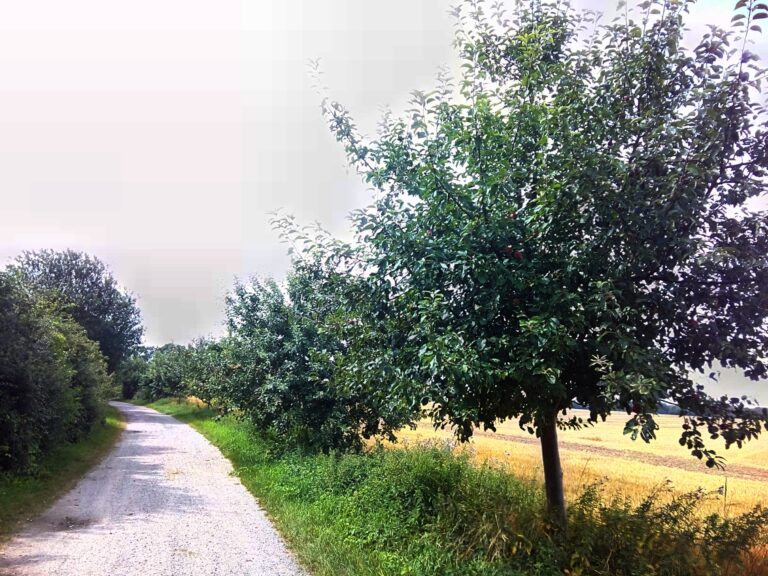 ein Feldweg mit Gebüsch und Obstbaumreihe