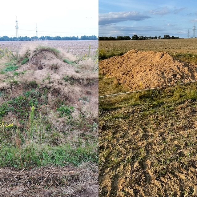 geteiltes Foto links: stark bewachsener Hügel auf einem Feld; rechts: dergleiche Hügel ohne Bewuchs