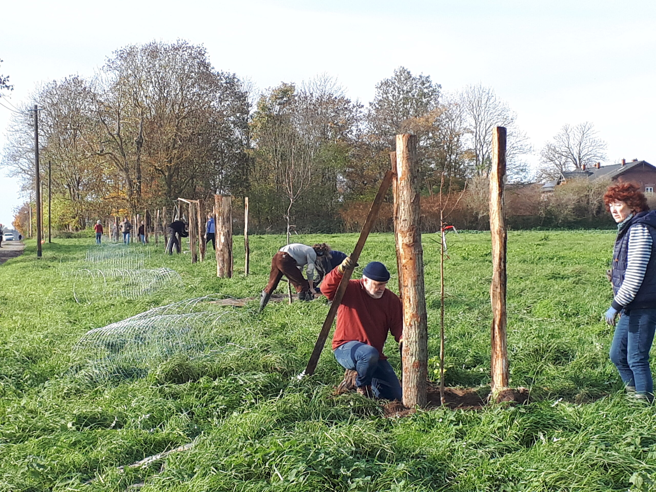 Foto: auf einer Wiese werden mehrere Pfosten gesetzt und Bäumchen gepflanzt. Die Menshcen artbeiten daran. Drahtzaun-Manschetten schützen dann die Bäume.