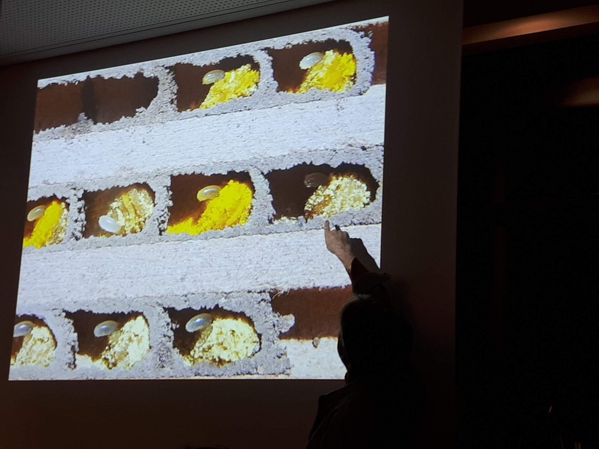 Abbildung von Wildbienen Eigelegen in Röhrchen, Aufschnitt