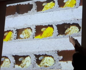 Abbildung von Wildbienen Eigelegen in Röhrchen, Aufschnitt