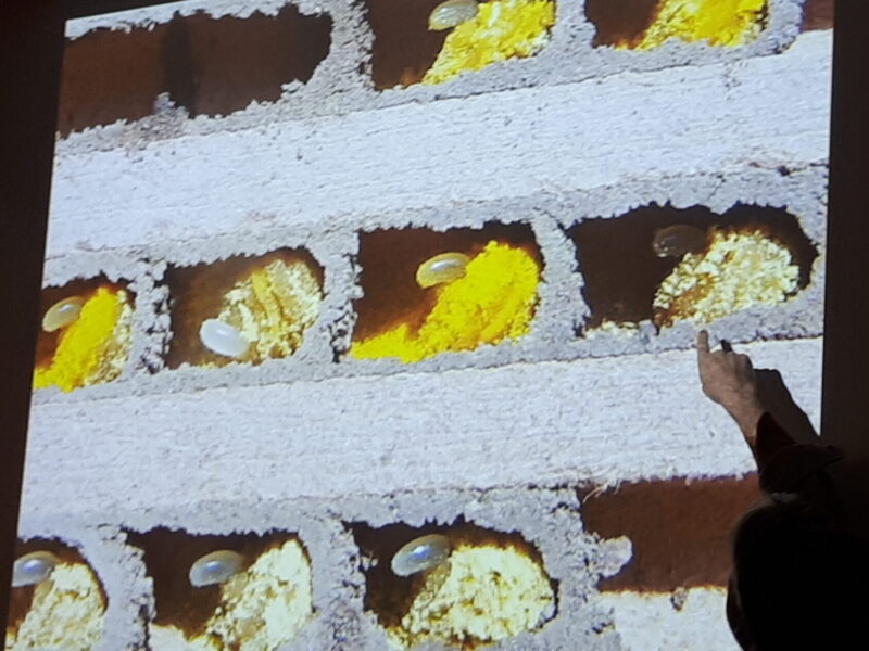 Landschaftspaten Workshop Nisthilfen für Wildbienen