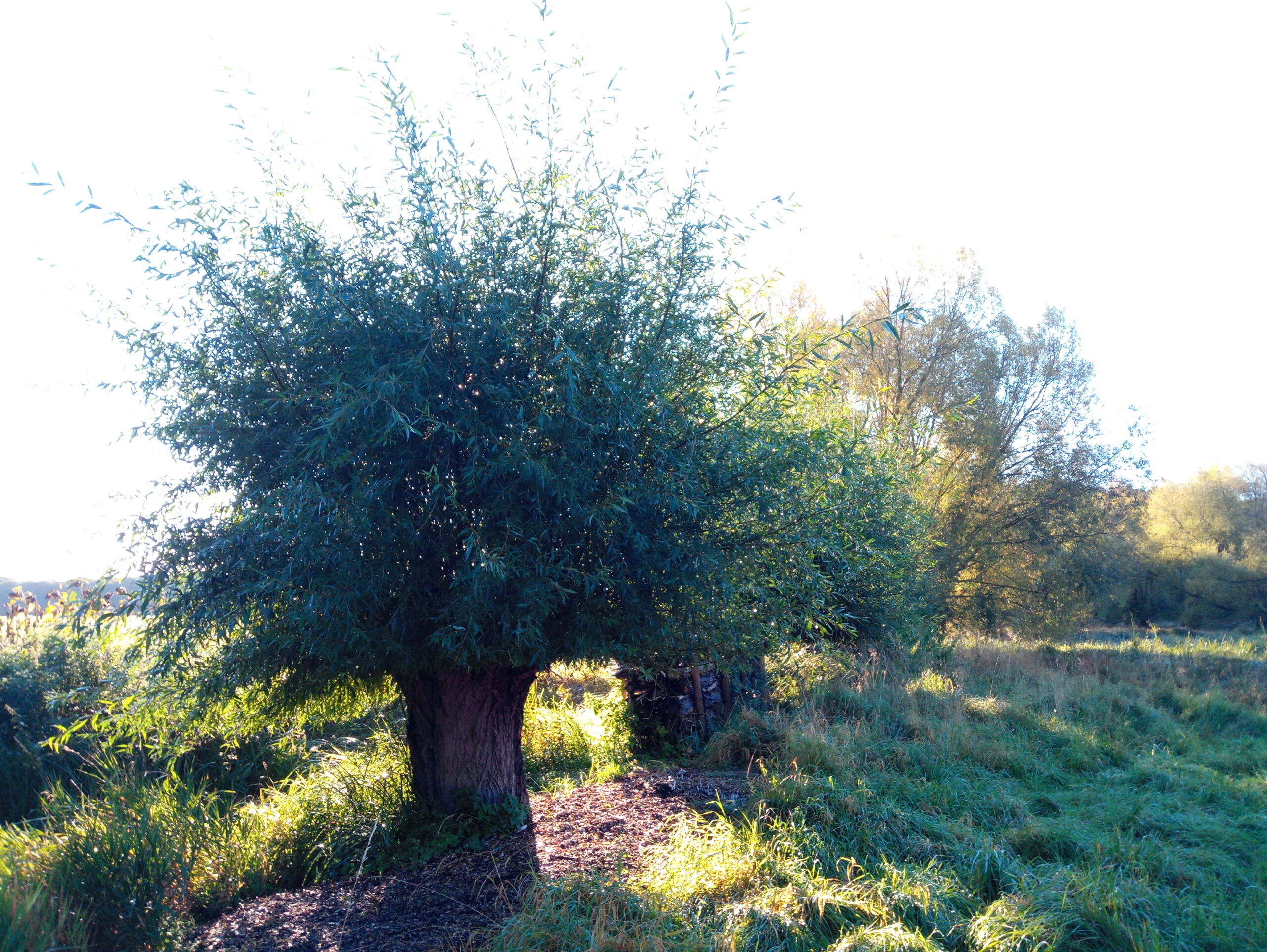 Kopfweiden am hohen Graben, Eldena