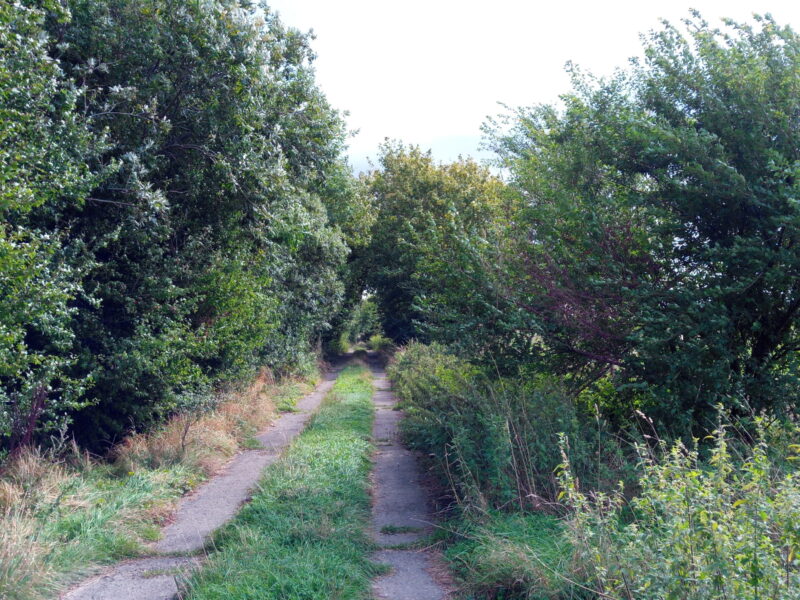 Hecke pflanzen in Jager, Sundhagen