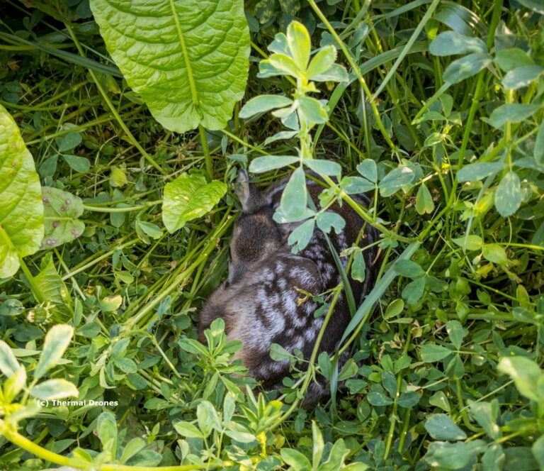 Zwischen Gras und Kräutern liegt ein Rehkitz zusammengerollt.