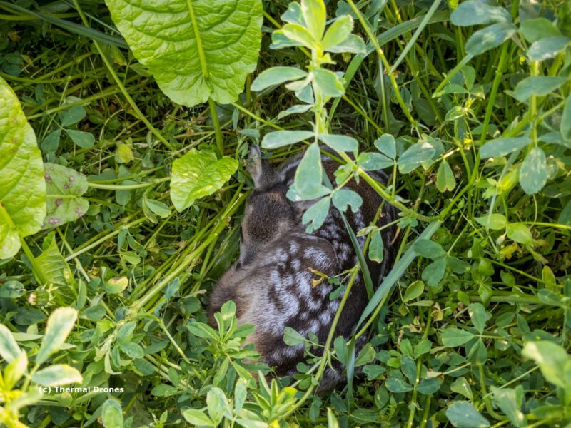 ARD-AI – Rehkitzrettung automatisieren