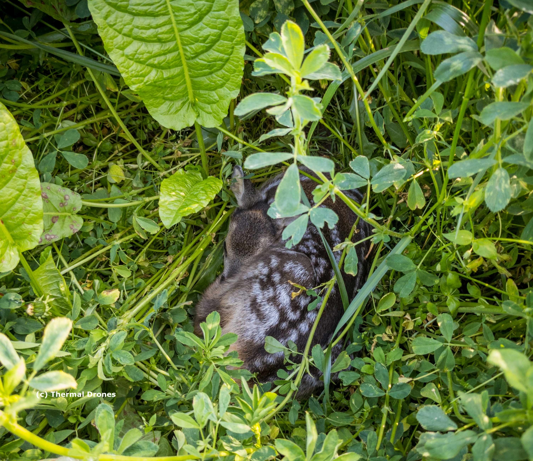 Zwischen Gras und Kräutern liegt ein Rehkitz zusammengerollt.
