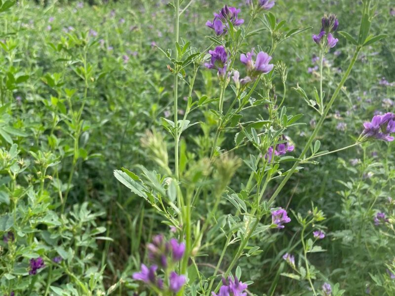 BioDi-OH Biodiversitätsförderung im One-Health-Kontext